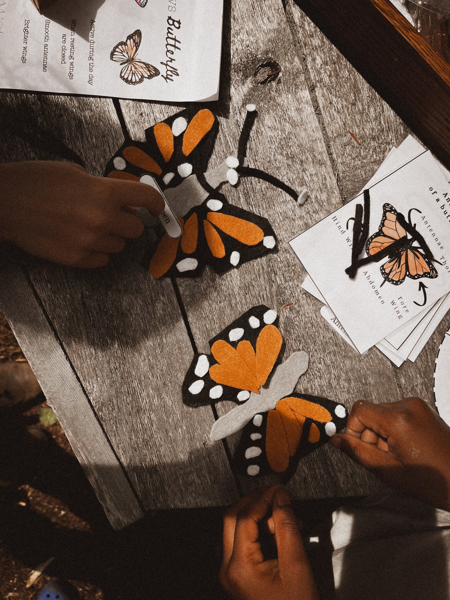 Butterfly Anatomy Felts