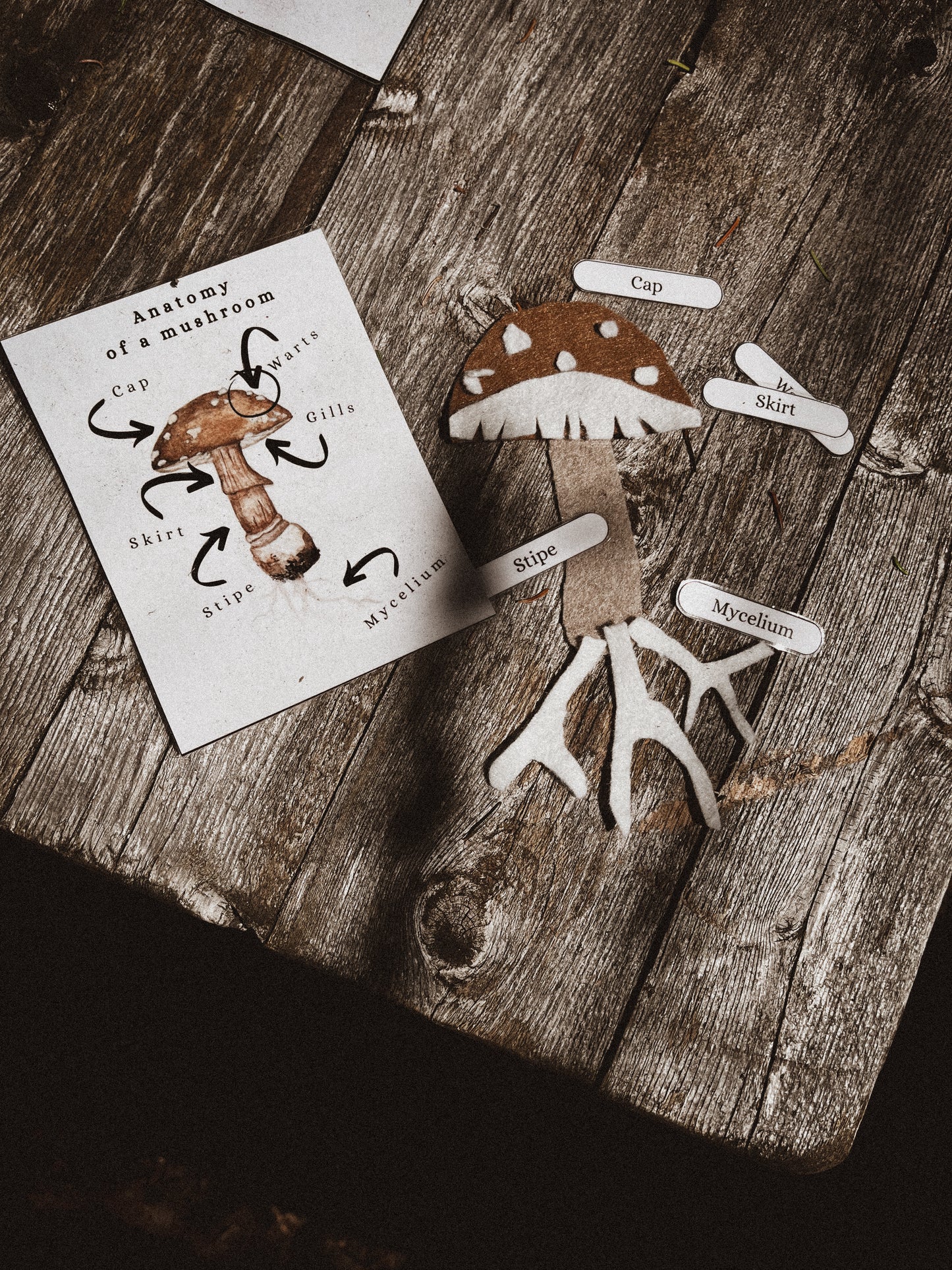 Mushroom Anatomy Felts